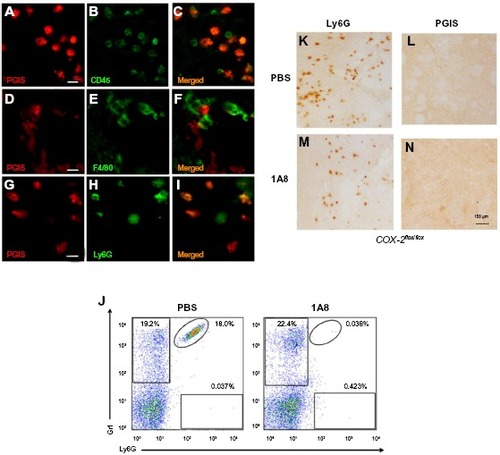 Figure 3 Identification of PGIS expressing cell types in the lesion core.Notes: PGIS-labeled cells (A, D and G) double labeled with CD45 (B), F4/80 (E), and Ly6G (H). Merged pictographs for PGIS/CD45 (C), PGIS/F4/80 (F), and PGIS/Ly6G (I) double-positive cells. Scale bars: 25 μm (A–I). Representative flow cytometric dot plots of Ly6G-positive/Gr1-positive blood neutrophils (J) from TZG-injected mice following in vivo administration of either neutrophil depleting antibody 1A8 or PBS. Ly6G (K and L) and PGIS (M and N) expressing cells in brains of TZG treated mice following PBS (K and M) or 1A8 (L and N) treatment. All IHC and flow cytometric assessments were made 12 hours following TZG injections. Scale bars: 150 μm.Abbreviations: IHC, immunohistochemistry; PBS, phosphate buffered saline; PGIS, prostacyclin synthase; TZG, (RS)-(tetrazol-5-yl)glycine.