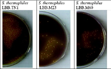 Figure 1. Fast-growing yellowish colonies formed by fast-acidifying S. thermophilus strains LBB.TN1, LBB.M23 and LBB.M60 on milk agar, supplemented with beta-glycerophosphate and bromocresol purple.[Citation6]