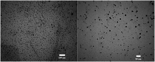 Figure 1. TEM micrographs of ZnO NPs-FA, showing isolated particles with a mean diameter of 2–20 nm.