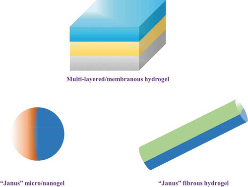 Figure 9. Different types of multi-layered hydrogels