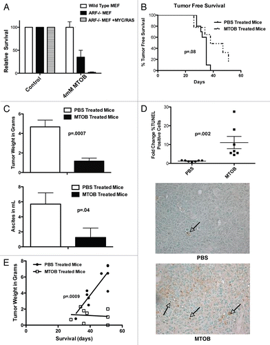Figure 4 MTOB effectively and safely targets cancer cells in vivo. (A) Primary wild-type mouse embryonic fibroblasts (MEFs), immortalized ARF−/− MEFs, and ARF−/− MEFs stably transfected with mutant Ras and c-Myc vectors were treated for 3 days with 4 mM MTOB or normal media (control), followed by four days in normal media. Cell survival of MEF colonies was determined by A595 of solubilized Giemsa-stained cells expressed relative to the untreated cells. Experiments were performed 3 times in duplicate, and error bars represent the SEM. (B) Tumor-free survival (TFS) of Nu/Nu mice inoculated with HCT116−/− cells and treated one week later with PBS or 750 mg/kg MTOB three times a week for 7 weeks, unless mice were euthanized sooner due to progressive tumor growth. p = 0.08 for comparison of median TFS between PBS and MTOB treatment. (C) Tumor burden was assessed by measuring total peritoneal tumor weight at time of death or sacrifice (left), and by measuring the volume of ascites before necropsy (right). Treatment groups were compared by unpaired t-test with tumor weight and ascites both significantly less in the MTOB group (p = 0.007 and 0.04, respectively). Error bars indicate SEM. (D) Sections of paraffin-embedded tumor were analyzed for apoptosis by TUNEL staining. 5 high power fields were counted for 7 tumors each from PBS- or MTOB-treated animals, and the averages plotted (top). Differences between the two groups were analyzed for statistical significance by Mann-Whitney test, with p = 0.0001. A representative section of PBS and MTOB treated tumors are shown at 400x magnification. (E) Tumor weights for MTOB- and PBS-treated tumors were plotted against days of survival, analyzed by linear regression, and the slopes compared by ANCOVA, with a p value of 0.0009.