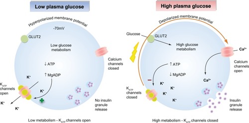 Figure 1 Glucose-stimulated insulin secretion in pancreatic β-cells. (Left) When plasma glucose is low, the decreased ratio of ATP/Mg-ADP will increase KATP channel opening. Consequently, the cell membrane is hyperpolarized, preventing voltage-gated calcium channel opening, Ca2+ influx, and insulin secretion. (Right) When plasma glucose is high, glucose is transported into the cell via GLUT2. Glucose metabolism leads to an increased ratio of ATP/Mg-ADP, resulting in KATP channel closure, membrane depolarization, opening of voltage-gated calcium channels, Ca2+ influx, and insulin secretion.