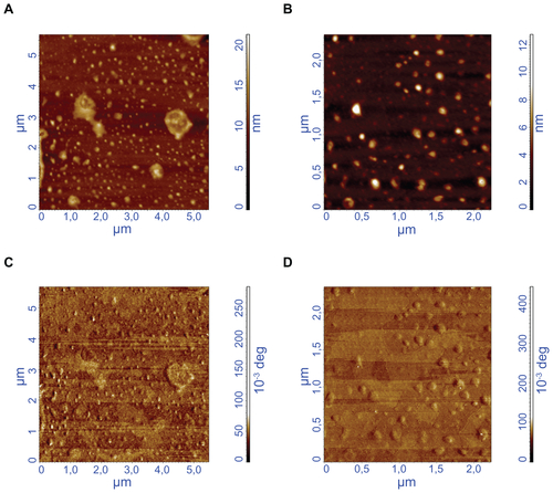 Figure S5 (A) Atomic force microscopy (AFM) height image of a 5 μm2 area; (B) AFM height image of a 2 μm2 area; (C) AFM phase image of a 5 μm2 area; and (D) AFM phase image of a 2 μm2 area.