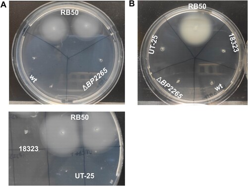 Figure 4. Motility assays. (A) Motility of B. pertussis strains B1917, its isogenic ΔBP2265 mutant (upper panel), UT-25, and 18323 (lower panel) was tested together with B. bronchiseptica strain RB50 in 0.4% SSM motility agar containing 40 mM magnesium sulphate. (B) Motility of B. pertussis strains B1917, its isogenic ΔBP2265 mutant, UT-25, and 18323 was tested together with B. bronchiseptica RB50 strain in 0.4% BGA-based motility agar. In all experiments, cultures of the tested strains were stabbed into a soft agar plate and incubated at 37 °C for three days. All images were taken after three days of incubation. The experiment was performed four times, and the figure shows the images of a representative experiment.
