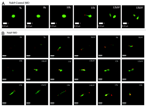 Figure 7. Nek9 knockdown disturbs the metaphase-anaphase transition of mouse oocytes as revealed by time-lapse live-cell imaging. (A) Oocytes co-injected with β5-tubulin-GFPmRNA and control-MO. Spindle (fluorescent tubulin) and DNA (red) images in a typical control oocyte during in vitro maturation. Time points indicate the time-lapse from GVBD. (B) Similar to (A), oocytes were co-injected with β5-tubulin-GFP mRNA and Nek9-MO. Shown are images of oocytes with abnormal spindles, aberrant chromosomes, futile and unsuccessful chromatin segregation and failure of PB1 extrusion. Tubulin, green; DNA, red.