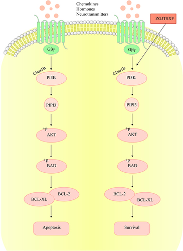 Figure 9 ZGJTSXF inhibits cardiomyocyte apoptosis by regulating PI3K/Akt signaling pathway.