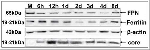 Figure 2. HCV modulates the expression of major iron homeostasis proteins. Representative Western blot analysis of expressed FPN, ferritin and HCV core in whole cell extracts from HCV JFH-1-infected hepatoma cells and respective molecular weights. β-actin was used as a loading control. (M: mock-infected control).