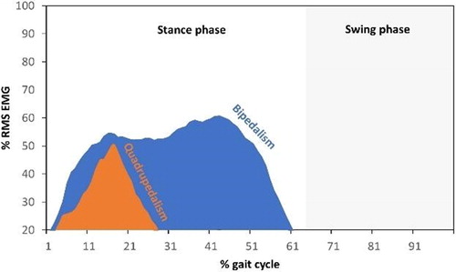 Figure 1. Example of the % RMS EMG profile for the Gluteus Medius when walking quadrupedally (orange) and bipedally (blue). The grey square indicates the period of swing phase for the hind limb considered.