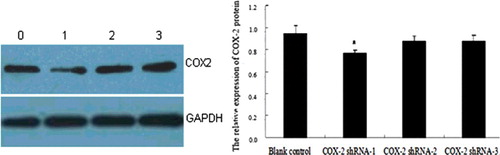 Figure 4. Expression of COX-2 protein in HSCs at 48 h assessed by western blot analysis. Lane 0, blank control group; Lane 1, COX-2 shRNA-1; Lane 2, COX-2 shRNA-2; Lane 3, COX-2 shRNA-3. a, P < 0.05 vs. the Ad-empty vector group.