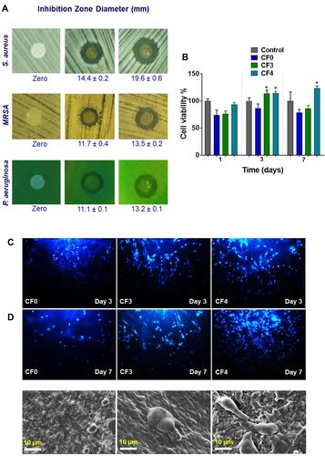 Figure 9 Antibacterial activity of the proposed nanofibrous mats using the inhibition zone method (A), Cell viability test results. *p < 0.05 when compared to control (B), fluorescence images showing the proliferation of human fibroblasts (HFF-1) on the nanofibrous mats using DPAI staining after 3 and 7 days (C), and SEM micrographs of cells proliferation and adhesion on the nanofibrous mats (D). The red values in (A) represent the corresponding inhibition zone diameters in mm. The original SEM images with original scale bars are provided in the supporting information (Figure S3).