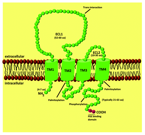 Figure 1. Schematic representation of claudin proteins. Claudins have four transmembrane spanning regions, two extracellular loops, one intracellular domain, with the amino and carboxyl terminus oriented toward the cytoplasm.