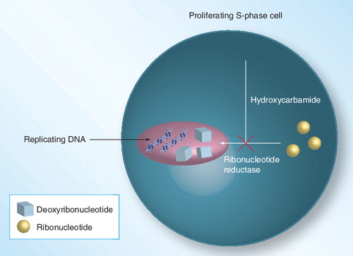 Figure 3. Hydroxycarbamide-induced inhibition of ribonucleotide diphosphate reductase in proliferating cells to inhibit de novo DNA synthesis.