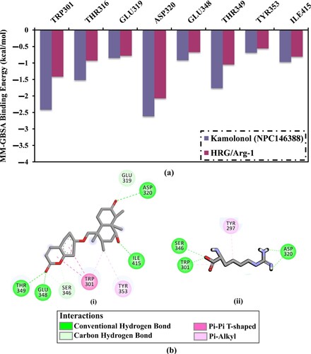 Figure 5. (a) The energy contribution of the most essential amino acids to the total MM-GBSA binding energy and (b) 2D representations of the anticipated binding modes for (i) kamolonol (NPC146388) and (ii) HRG/Arg-1 with the NRP1 active site in accordance with the average structure of the 200 ns MD simulations.