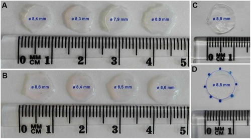 Figure 7 The morphology of the collagen hydrogel with embedded human dermal fibroblasts migrated from the non-coated membrane (A) and from the fibrin-coated membrane (B) for 14 days. The control collagen hydrogel without cells incubated at 37°C, 5% CO2 for 14 days (C). The measurement principle for hydrogel shrinkage (D): the diameter of the hydrogel circle was measured on the gel contour marked with several points. The value of the diameter (Ø) of each hydrogel is displayed inside the hydrogel image, and is presented as mean ± standard deviation.