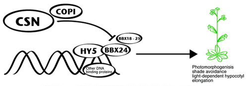 Figure 2. Model of BBX24 and BBX sub-family IV proteins mode of action and regulation. As potential transcriptional activators,60,68 BBX24 and its close relatives probably require a DNA binding protein, such as HY5 to fulfill its function.44,45 Once bound to the transcriptional complex, these BBX proteins will activate transcription in order to regulate diverse processes, such as photomorphogenesis, shade avoidance and light-dependent hypocotyl elongation. Evidence points to a COP1-mediated protein regulation of BBX24 and probably other BBX proteins from sub-family IV.59, 60 Experiments with cop1 alleles demonstrated that COP1 is required for correct protein turnover of BBX24 and BBX22.60, 68