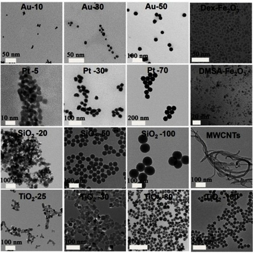 Figure 1 TEM images of various NPs employed in this work.