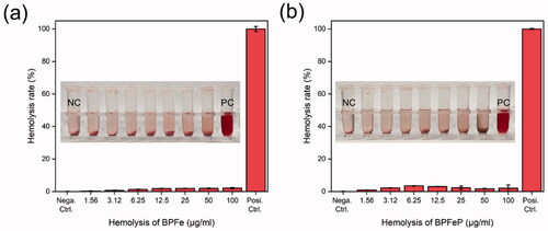 Figure 7. Hemolysis assays to (a) BPFe and (b) BPFeP. Tubes in the picture were listed as NC (negative control), drugs of indicated concentration and PC (positive control).