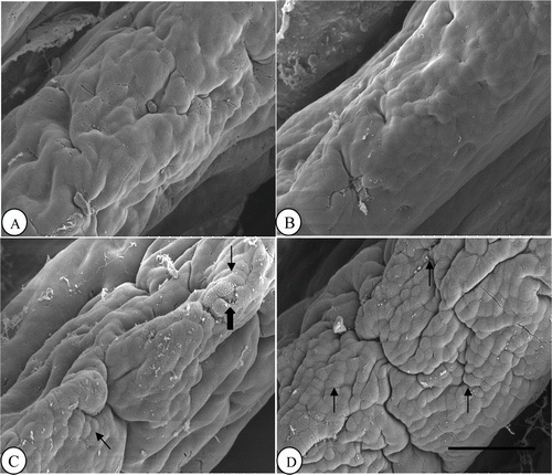 Figure 4.  Jejunal villus apical surface in chickens fed 0 (A), 1 (B), 2 (C) and 4 (D) mg/kg dietary HK-LP L-137. Small arrows, protuberated cells; Large arrows, cells having no microvilli. Scale bar=50 µm.