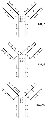 Figure 2 IgG2 disulfide bond isoforms.