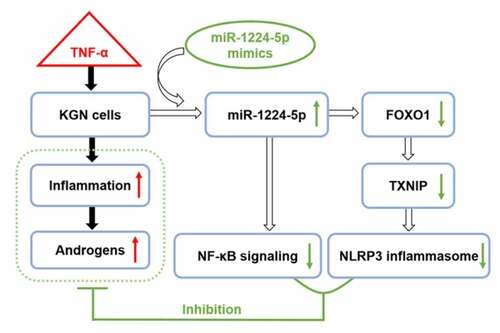 Figure 6. The possible mechanism underlying the regulation of miR-1224-5p/FOXO1 in attenuating the inflammation and androgen excess in TNF-α-treated KGN cells