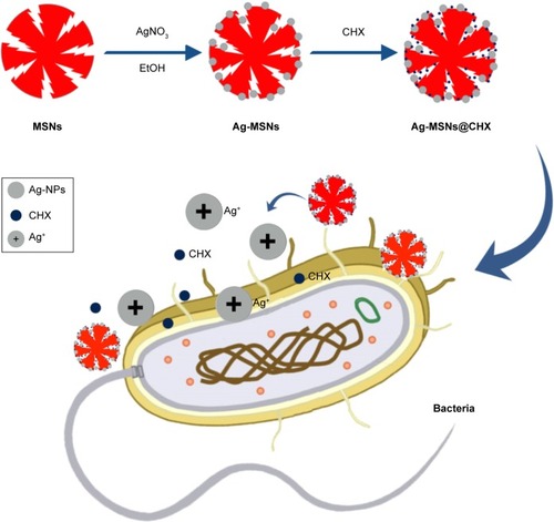 Scheme 1 Schematic representation of synthetic diagram for Ag-MSNs@CHX and their synergistic bactericidal effect.Abbreviations: Ag-MSNs@vCHX, chlorhexidine-loaded, silver-decorated mesoporous silica nanoparticles; CHX, chlorhexidine; Ag-MSNs, silver-decorated mesoporous silica nanoparticles; MSNs, mesoporous silica nanoparticles.