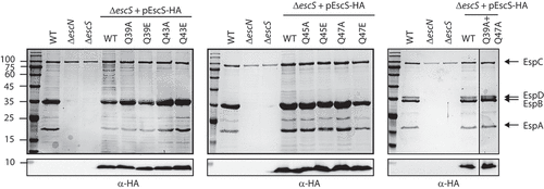 Figure 2. Mutations in the Q1-belt have no effect on T3SS activity. Protein secretion profiles of wild-type (WT) EPEC, ΔescN, ΔescS, and ΔescS transformed with plasmids bearing the WT sequence of escS or containing single and double mutations as indicated. The strains were grown under T3SS-inducing conditions, and protein expression was induced with IPTG. The secreted fractions were normalized and filtered, and the protein contents of the concentrated the supernatants were analyzed by 12% SDS-PAGE with Coomassie staining (upper panels). The T3SS-secreted translocators, EspA, EspB, and EspD, are marked on the right of the gel. Also indicated is the location of EspC, which is not secreted via the T3SS. For the ΔescN and ΔescS strains, no T3SS activity was observed. In the ΔescS strain transformed with pEscSwt-HA, T3S was restored, and none of the glutamine point mutations led to reduced secretion. The plasmid-expressed EscS-HA variants were identified by analyzing the bacterial pellets on SDS-PAGE, followed by western blot analysis with an anti-HA antibody (lower panels)