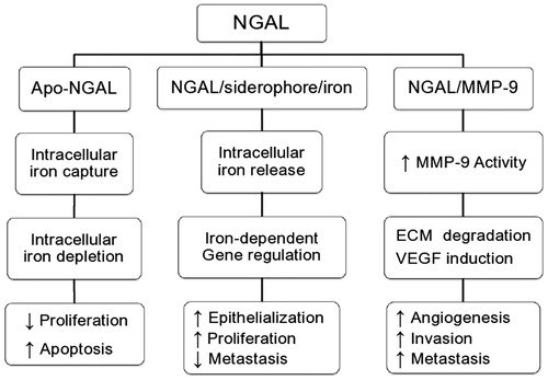 Figure 2. NGAL role in cellular physiology may be dependent on the type of molecule it is complexed with. Note: Apo-NGAL: NGAL that is devoid of siderophore or iron; ECM: extracellular matrix; VEGF: vascular endothelial growth factor; MMP-9: matrix metalloproteinase-9.