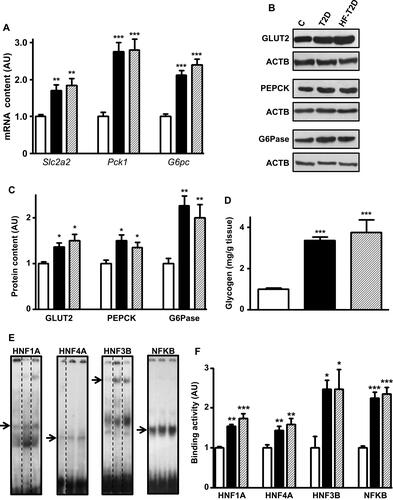 Figure 1 Type 2 diabetes (T2D) effects upon hepatic glucose production markers. Liver samples from control (C, white bars), type 2 diabetic (T2D, black bars) and high-fat-fed T2D (HF-T2D, dashed bars) mice were analyzed. (A), Slc2a2, Pck1 and G6pc mRNA; (B and C) GLUT2, PEPCK and G6Pase protein; (D) glycogen content; (E and F) HNF1A, HNF4A, HNF3B and NFKB binding activity in the Slc2a2 gene promoter. DNA/protein biding activity was evaluated by electrophoretic mobility shift assay (EMSA). In (E), dashed lines indicate that the lanes were not contiguously placed in the gel; for each transcription factor, the sequence of the lanes corresponds to the sequence of the results shown in the graphs; the arrows indicate the target protein/DNA complex. Data are expressed as mean ± SEM of 14 (GLUT2), 4 (EMSA for NFKB) or 5 to 10 animals (other results), and were analyzed by Kruskal–Wallis followed by the Dun post-test (Slc2a2 mRNA and GLUT2) or one-way ANOVA followed by the Newman-Keuls post-test (other results). *P<0.05, **P<0.01 and ***P<0.001 vs C.