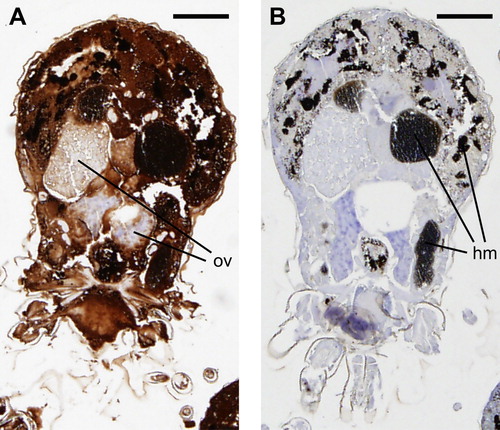Figure 3. Immunohistochemical localization of Dg-CatD-1 in D. gallinae. Sequential D. gallinae tissue sections (5 µm thickness) were probed with either: (A) rabbit polyclonal anti-Dg-CatD-1 sera; or (B) pre-immune rabbit sera. Specifically bound antibodies were detected using EnVision+ System-HRP (DAB) (Dako) and counterstained with haematoxylin. Ov, ovary; hm, haematin granules. Scale bar is 125 µm.