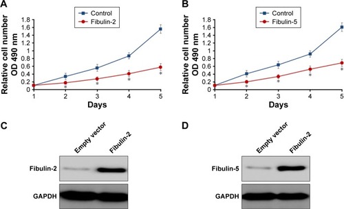 Figure 7 Fibulin-5 (A) and fibulin-2 (B) decrease glioma cells proliferation in vitro.