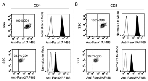 Figure 4. Relative levels of Panx1 and Panx2 in CD4+ and CD8+ T cells. Cells obtained from peripheral lymph nodes were stained for CD4 or CD8 and Panx1 (left panels) or Panx2 (right panels) and analyzed with flow cytometry. Representative counter plots for Panx1 and Panx2 positive cells are presented. The tilted shaded histograms represent staining for Panx1 or Panx2 and blank histograms represent staining for an isotype control antibody for CD4 (A) or CD8 (B). Each result is representative of 4 different mice.