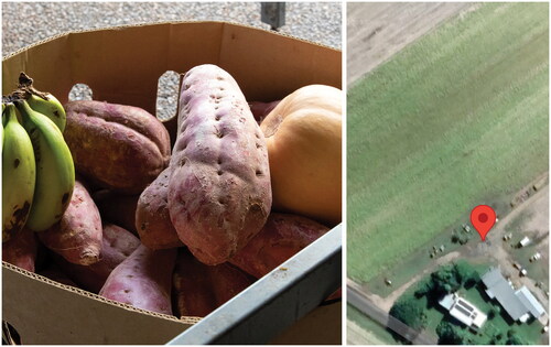 FIGURE 8 Sweet potatoes from a nearby farm (left); “Nearby” if you’re zoomed right in on Google maps (right).