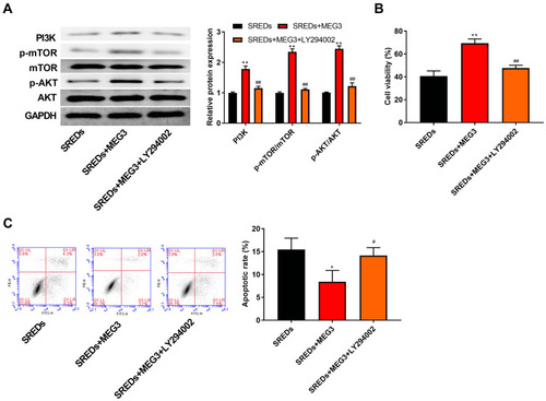 Figure 5 LncRNA MEG3 enhanced cell viability and inhibited apoptosis and through the activation of the PI3K/AKT/mTOR pathway in SREDs. (A) The expression of proteins related to the PI3K/AKT/mTOR pathway in the hippocampal neurons was detected using Western blot. (B) CCK-8 assay was used to measure hippocampal neurons viability. (C) Apoptosis of hippocampal neurons was detected using flow cytometry. *P < 0.05 and **P < 0.01 vs SREDs group, #P < 0.05 and ##P < 0.01 vs SREDs+MEG3 group.