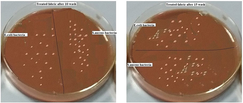 Figure 7. Bacterial growing conditions for both E. coli, and S. aureus on the treated sample after 10 and 15 washes, respectively.