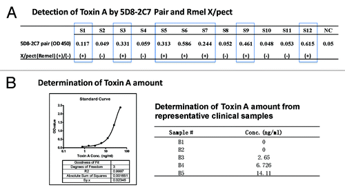 Figure 4. Detection of TcdA in clinical C. diff samples using TcdA-specific mAb 5D8/2C7-HRP pair by sandwich ELISA. (A) Detection of TcdA toxin in blinded clinical samples using mAb 5D8/2C7-HRP sandwich ELISA and commercial TcdA detection kit “Remel X/pect.” OD values, >0.1 in 5D8/2C7-HRP sandwich ELISA were considered as positive. The results “(+)” and “(-)“ indicate positive or negative for TcdA toxin in Remel X/pect assays, respectively. S1 – S12 were clinical samples, and NC was negative control using PBS. (B) Quantitative detection of TcdA toxin in clinical samples. The graph on the left is an example of the standard curve of commercial TcdA detected by mAb 5D8/2C7-HRP pair in a sandwich ELISA. The table on the right is a list of TcdA toxin amount in clinical samples B1-B5 as determined by mAb 5D8/2C7-HRP pair in sandwich ELISA.