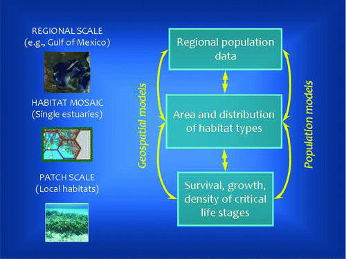 FIGURE 4 Conceptual overview of multiscale modeling for coastal migratory fish species. At the patch scale, data from sampling and experiments (original or reported in the scientific and technical literature) are used to estimate the production of juveniles per unit area (m2). At the landscape scale, geographical information on the extent, distribution, and quality of critical habitats is used to expand unit production to a larger area. At the regional scale (e.g., the U.S. GOM), harvest and economic data are used in models to estimate habitat contributions to major fisheries.