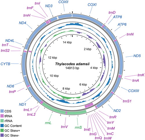 Figure 2. Circular map of the complete mitochondrial genome of Thylacodes adamsii.The complete mitochondrial genome is 14,913 bp in length and contains standard gene components. Of the 37 typical mitochondrial genes, 29 were located in the heavy strand (H-strand; genes named outside the circle) and the remaining 8 were in the light strand (L-strand; inside). The inner circle indicates the GC skew, which is the deviation from the average GC content of the entire mitogenome sequences.