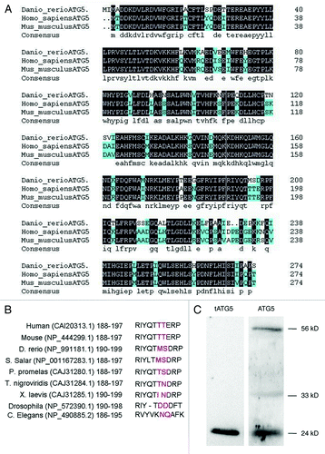 Figure 1 (See previous page). Sequence homologous analysis of zebrafish ATG5 protein. (A) Whole sequence alignment of ATG5 proteins between mouse, human and zebrafish orthologs. Zebrafish ATG5 amino acid sequence is putative based on a coding sequence cloned in this study (HQ450378.1). The other two atg5 sequences are from GeneBank as follows: human (CAI_20313.1) and mouse (NP_444299.1). Amino acids shaded in black are identities; in azure-like are positive ones. (B) Comparison of calpain cutting sites of ATG5 proteins. Red amino acids show the putative cut site of calpain. (C) Identification of the calpain cutting sites in zebrafish ATG5 protein by protein gel blot. The protein sample was from 48 hpf wild-type embryo. The results indicate that ATG5 protein exists in three forms in zebrafish: the truncated 24 kD that should be resulted from calpain selective splicing of 33 kD ATG5, the 33 kD whole length ATG5 alone and 56 kD conjugate of ATG5 with ATG12. Anti-tATG5 and anti-ATG5 antibodies were diluted at 1:200 (Abgent, AP1812a and AP1812b).