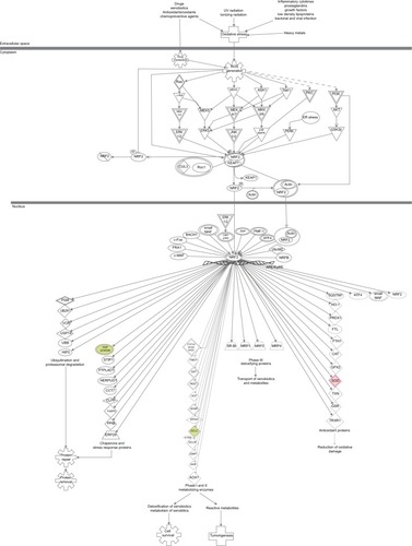 Figure 16 PLB-regulated Nrf2-mediated oxidative stress response in DU145 cells.