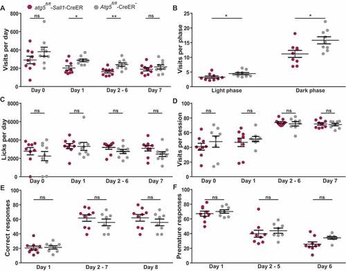 Figure 3. Behavioral performance in mice with ATG5-deficient microglia. (A) Daily number of corner visits during exploration (day 0) and days 1–7 of the free stage of adaptation. (B) Frequency of corner visits during the light and dark phase, averaged over days 1–7 of free adaptation. (C) Daily number of licks during exploration (day 0) and days 1–7 of the free stage of adaptation. (D) Fraction of corner visits made during (prospective) drinking sessions during the last day of nosepoke adaptation (day 0) and days 1–7 of the drinking session stage of adaptation. (E) Fraction of correct responses during days 1–8 of acquisition of the corner chaining task. (F) Fraction of premature responses during days 1–6 of the testing stage of the reaction time task in which premature responses prevented drinking. These data show values from 9 atg5fl/fl-Sall1-CreER (maroon polygons) and 8 Atg5fl/fl-CreER− (gray polygons) mice (atg5fl/fl-Sall1-CreER n = 9, Atg5fl/fl-CreER− n = 8). Statistical analysis: Mann-Whitney test was applied and Mean + SEM values is depicted