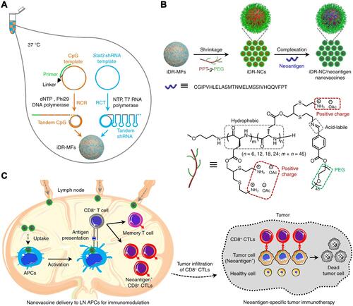 Figure 4 The iDR-NC/neoantigen nanovaccines constructed by DNA self-assembly loaded with CpG. (A) Tandem CpG and shRNAs were produced through RCR and RCT, and self-assembled into intertwining DNA-RNA MFs. (B) The above-mentioned MFs were contracted by PPT-g-PEG into iDR-NCs, which were further loaded with tumor neoantigens. (C) Specific anti-tumor response induced by iDR-NCs/neoantigen nanovaccines in mice. Adapted from Zhu G, Mei L, Vishwasrao HD, et al. Intertwining DNA-RNA nanocapsules loaded with tumor neoantigens as synergistic nanovaccines for cancer immunotherapy. Nat Commun. 2017;8(1):1482.Citation100