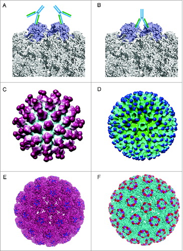 Figure 5. Different binding patterns of antibodies to BPV and HPV.Citation19,102 (A) mAb #9 binding to the outer surface of the hexavalent capsomere. (B) mAb 5B6 binding to the 2 L1 molecules of the adjacent hexavalent capsomeres. (C) A 3D reconstruction structure of mAb H11.B2 binding to HPV11 VLP (the DE loops on L1, Fig. 4) indicates that the binding sites are located at the center of the capsomere. (D) A 3D reconstruction structure based on cryo-EM data of mAb H16.V5 binding to HPV16 VLP (FG and HI loops on L1, Fig. 4) shows that H16.V5 only binds to the hexavalent capsomeres but not the pentavalent capsomeres.Citation19 Recently, atomic model of the V5 epitope were built with higher resolution 3D reconstruction of cryo-EM data, demonstrating certain conformational changes induced by V5 binding to its epitope and confirming the preferential binding to the hexavalent capsomeres.Citation151 The different binding models demonstrate different neutralization mechanisms for neutralizing antibodies exerting their effects against the viral infection. (E) The 3D structural model of mAb H11.B2 binding to HPV VLP in which the binding site of H11.B2 was indicated in blue and warmpink for VLP. (F) The 3D structural model of mAb H16.V5 binding to HPV16 VLP, with magenta for H16.V5 binding site on FG loop and red on HI loop, and cyan for VLP.