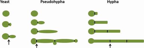 Figure 1. Schematic diagram of yeast, pseudohypha, and hypha (black arrow indicates septin ring)