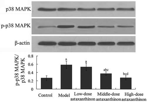 Figure 3. Effects of astaxanthin on myocardial p38 MAPK and p-p38 MAPK protein expression in rats. aP < 0.01 compared with control group; bP < 0.05 compared with model group; cP < 0.05 compared with low-dose astaxanthin group; dP < 0.05 compared with middle-dose astaxanthin group. p38 MAPK, p38 mitogen-activated protein kinase; p-p38 MAPK, phosphorylated p38 mitogen-activated protein kinase.Figura 3. Efectos de la astaxantina en las expresiones proteicas p38 MAPK cardíaca y p-p38 MAPK en ratas. aP < 0.01 comparado con el grupo de control; bP < 0.05 comparado con el grupo del modelo; cP < 0.05 comparado con el grupo de astaxantina de baja dosis; dP < 0.05 comparado con el grupo de astaxantina de dosis media. p38 MAPK, proteína cinasa p38 activada por mitógenos; p-p38 MAPK, proteína cinasa p38 fosforilada activada por mitógenos.
