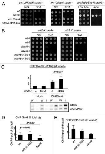 Figure 5 Region specific silencing defects in cdc18-I43A. (A) Expression of the ura4+ or ade6+ marker at the cen1 dh, imr or dg repeat in cdc18-I43A mutant was determined by senstitivity to FOA or viability on minus adenine medium. N/S, non selective (Ura+) medium. (B) Expression of ura4+ marker in cen2 or cen3 dg repeat was determined by sensitivity to FOA. (C) Swi6 localization at transgenes in cen1 dg repeat (ade6+) in cdc18-I43A was determined by ChIP. As an internal control, the same primers detect an ade6ΔN/N minigene at their normal euchromatic loci. Swi6 localization at global dg (D) or dh (E) repeat in cdc18-I43A mutant was determined by ChIP compared to act1. Swi6 in cdc18-I43A is significant higher at cen1(dg) and total dg regions, with p value of 0.027 and 0.002, but lower at dh regions. Statistical analysis was performed on 3 independent experimental samples using the Student's t-test.