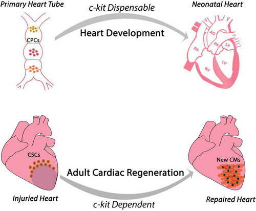 Figure 5. Proposed function and role of c-kit during heart embryonic development and adult cardiac regeneration. The available evidence portraits a dichotomy of c-kit role in these two processes despite the current hypothesis that cardiac regeneration resembles cardiac development. During development c-kit expression appears dispensable for complete heart formation despite c-kit deletion is incompatible with life. On the contrary, adult CSCs biology and myocardial regenerative potential requires and is dependent upon a diploid level of c-kit expression.