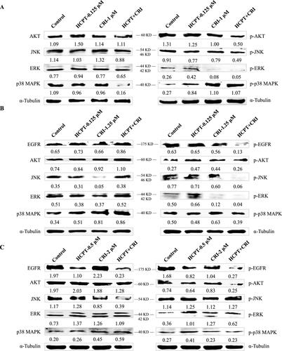 Figure 4. The regulation of HCPT and CRI on EGFR downstream signalling pathways in H460 (A), H1975 (B), and HCC827 (C) cells. The total proteins and phosphorylated proteins related to EGFR signalling pathway including AKT, JNK, ERK, and p38 MAPK were detected after treated with HCPT and CRI alone or in combination.