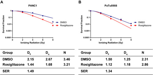 Figure 4 Rosiglitazone enhanced the radiation sensitivity of pancreatic cancer cells. (A and B) Clonogenic cell survival curves and main parameters were generated for PANC1 and PaTu8988 cells, respectively. Cells were treated with 40 µM rosiglitazone or DMSO prior to 2, 4, 6 or 8 Gy radiation exposure. The survival fractions were normalized to the unirradiated control group. The radiation sensitivity enhancement ratio (SER) was measured according to the multi-target, single-hit model. D0, Dq and the calculated SER values of the control and rosiglitazone groups are shown.
