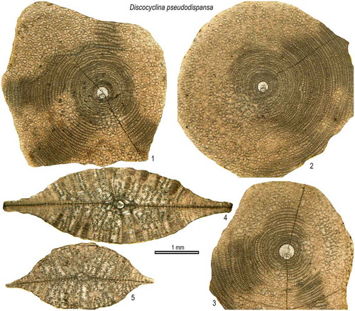 Figure 11. Equatorial and axial sections of D. pseudodispansa from the Fulra Limestone. 1: FUL1–3, 2: FUL1–9, 3: FUL1–7, 4: FUL1–17, 5: FUL1–19.