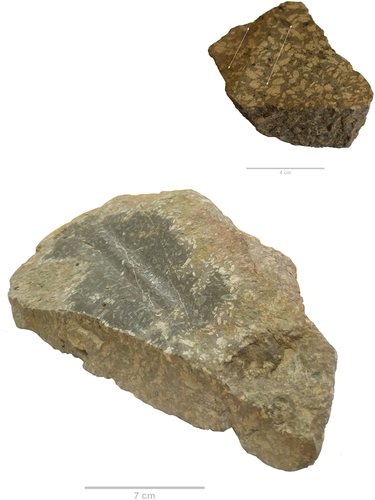 Figure 7. Lower image shows experimentally produced grindstone (Knutson Citation2023) with characteristic damage following grinding with water and sand as an abrasive. Here, linear grooves can be seen running in the direction of the grinding action. Upper right is a fragment of an artefact from C1107, Cutting 11 (93E144:9709) showing the same macro damage. The white lines indicate two grinding grooves flanking a corresponding ridge.